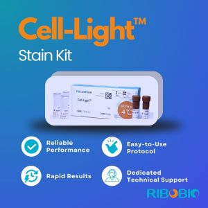 Rapid DNA and RNA Synthesis Detection Kit