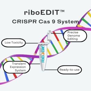riboEDIT tracrRNA component for CRISPR gene editing showing molecular structure and key features for genome modification