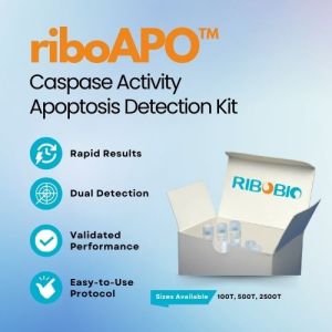 Accurate Apoptosis Analysis with riboAPO™ - Early and Late Stage Detection