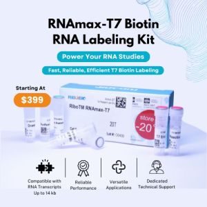 illustration of In vitro Transcription RNA labeling kit