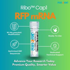RiboBio Ribo Cap1 RFP mRNA product featuring four key benefits: N1-Me-pseudoU modification, Ready-To-Use format, Optimized ORF Sequences with RFP Expression, and Dedicated Technical Support, displayed with a central product vial illustration