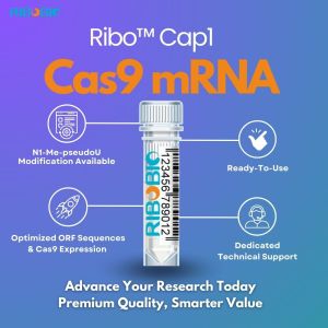 RiboBio Ribo Cap1 Cas9 mRNA product featuring four key benefits: N1-Me-pseudoU modification or Unmodified, Ready-To-Use format, Optimized ORF Sequences with Cas9 Expression, and Dedicated Technical Support, displayed with a central product vial illustration