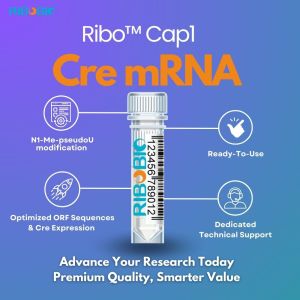 RiboBio Ribo Cap1 Cre mRNA product featuring four key benefits: N1-Me-pseudoU modification, Ready-To-Use format, Optimized ORF Sequences with Cre Expression, and Dedicated Technical Support, displayed with a central product vial illustration